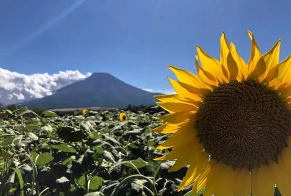 山中湖花の都公園の写真・動画_image_215829
