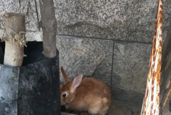 月うさぎの里の写真・動画_image_215954