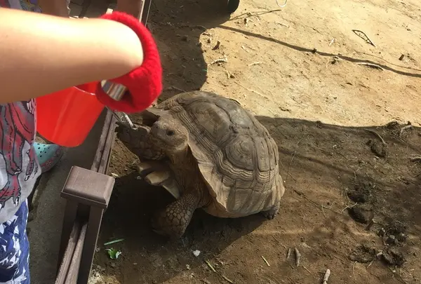 月うさぎの里の写真・動画_image_215955