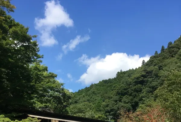 山猫の写真・動画_image_216350