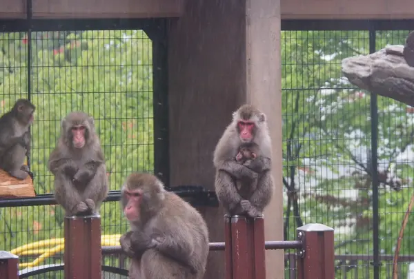 旭川市 旭山動物園の写真・動画_image_216558