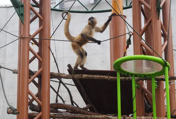旭川市 旭山動物園の写真・動画_image_216559