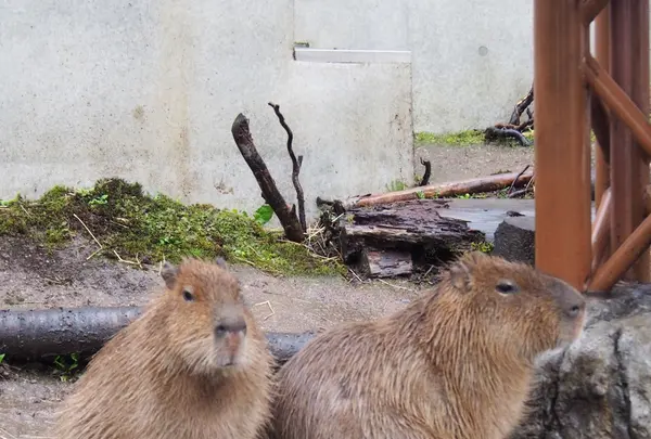 旭川市 旭山動物園の写真・動画_image_216592