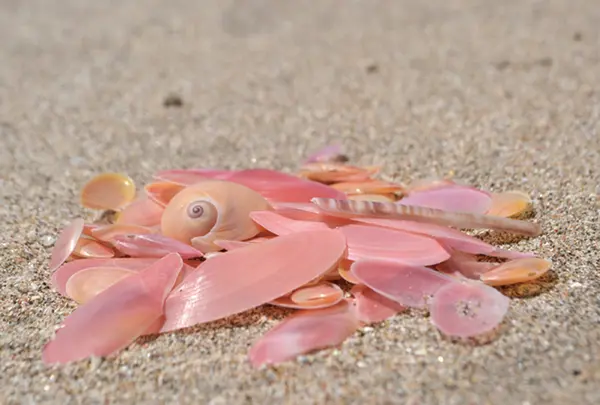 能登金剛の写真・動画_image_217305