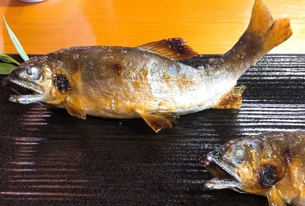 美濃観光ヤナの写真・動画_image_217968