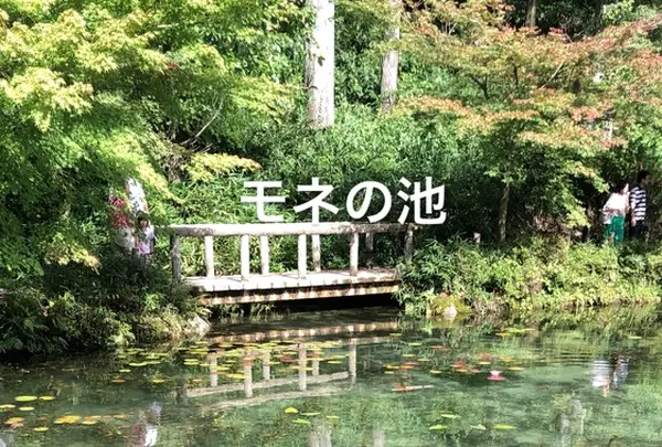 モネの池（名もなき池）の写真・動画_image_217969