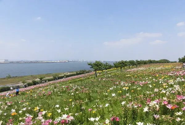 大阪舞洲ゆり園の写真・動画_image_218175