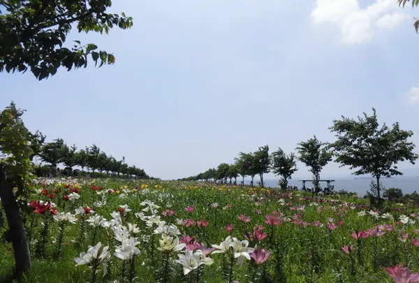 大阪舞洲ゆり園の写真・動画_image_218176