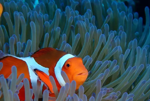 慶良間諸島周辺の写真・動画_image_218413
