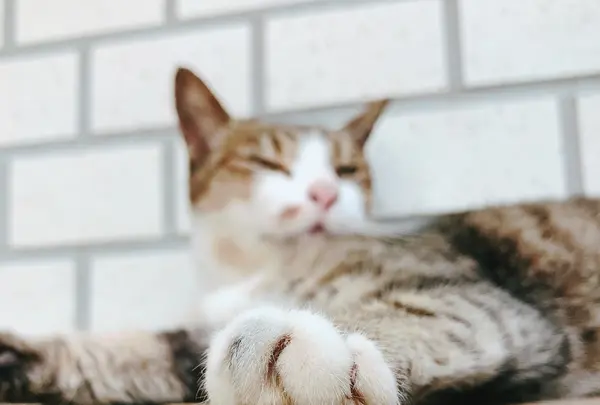 壺屋やちむん通りの写真・動画_image_218416