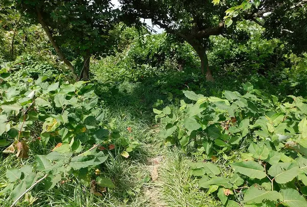 金ヶ崎温泉の写真・動画_image_218772