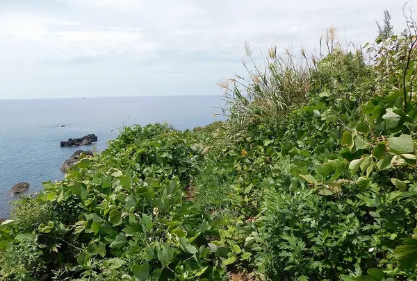 金ヶ崎温泉の写真・動画_image_218773