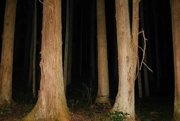 日本の写真・動画_image_218805