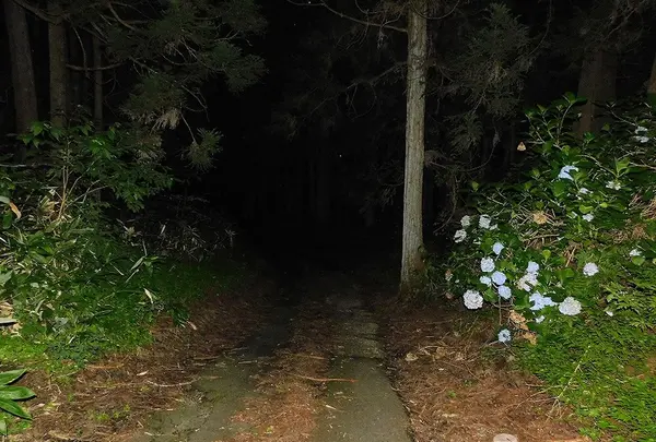 日本の写真・動画_image_218806