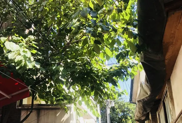 昭格洞の写真・動画_image_220252