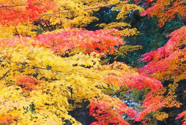 光前寺の写真・動画_image_220383