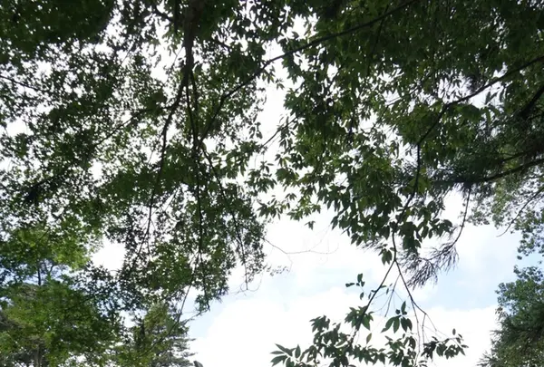 神魂神社の写真・動画_image_220975