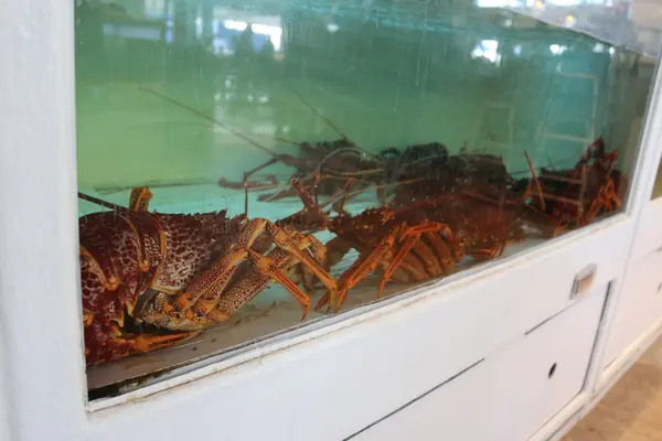 Doylesの写真・動画_image_221293