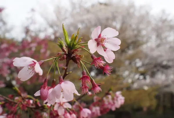 大宮公園の写真・動画_image_221492