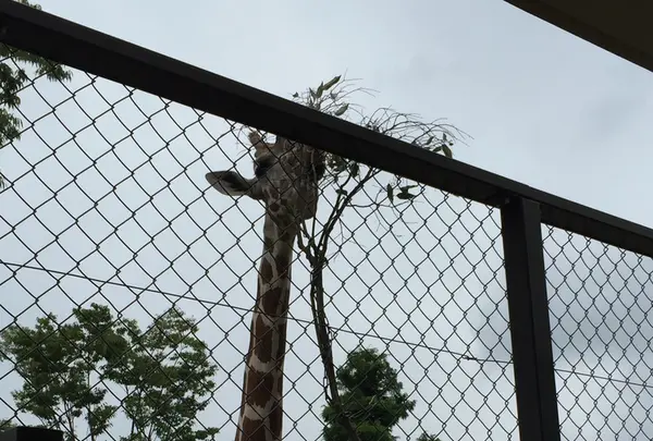京都市動物園の写真・動画_image_221533