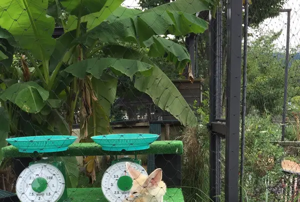 京都市動物園の写真・動画_image_221534