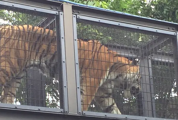 京都市動物園の写真・動画_image_221535
