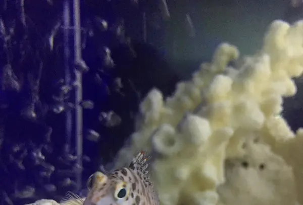 【閉館】東京タワー水族館の写真・動画_image_221618