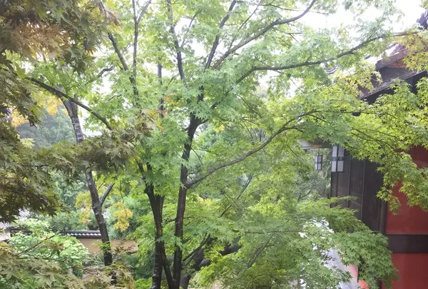 芝とうふ屋 うかいの写真・動画_image_221620