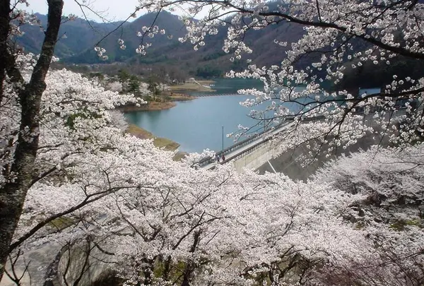 大野ダムの写真・動画_image_221854