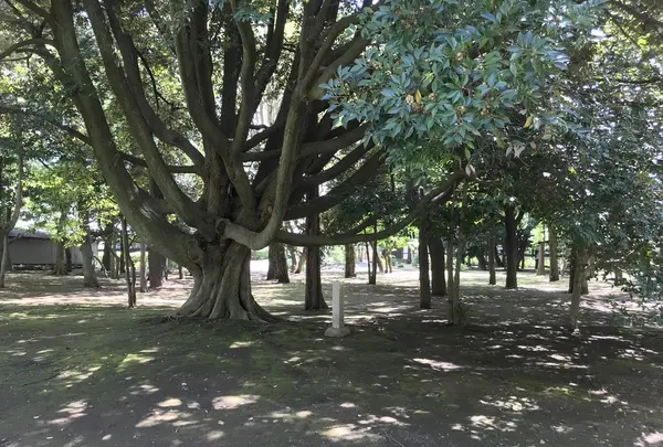 総持寺の写真・動画_image_222122