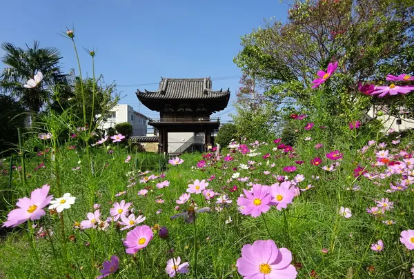 般若寺の写真・動画_image_222479