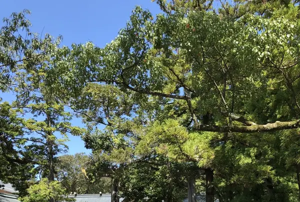 猿田彦神社の写真・動画_image_222492