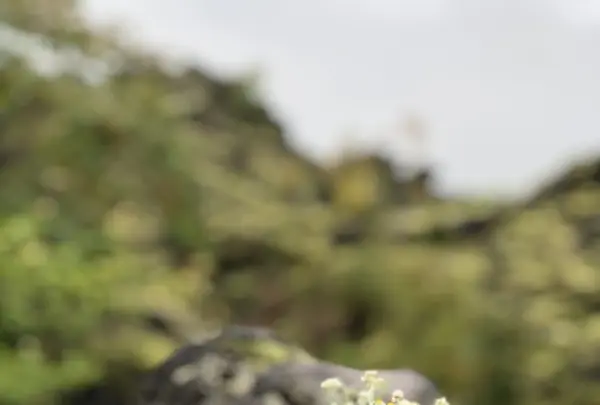 鬼押出しの写真・動画_image_222638