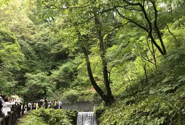白糸の滝の写真・動画_image_222643