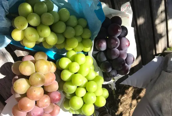 岩田フルーツ農園の写真・動画_image_222723