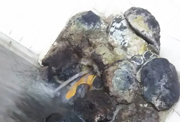 草津温泉 大東舘の写真・動画_image_222897