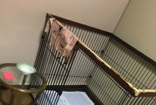 草津温泉 大東舘の写真・動画_image_222898