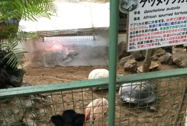 草津熱帯圏の写真・動画_image_222921