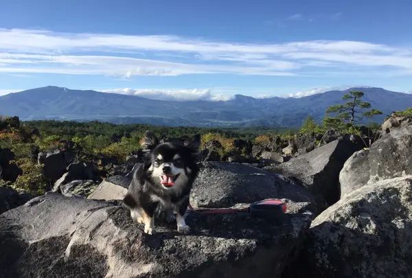 鬼押出しの写真・動画_image_222928
