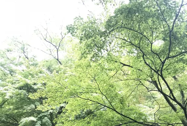 露天風呂の写真・動画_image_223046
