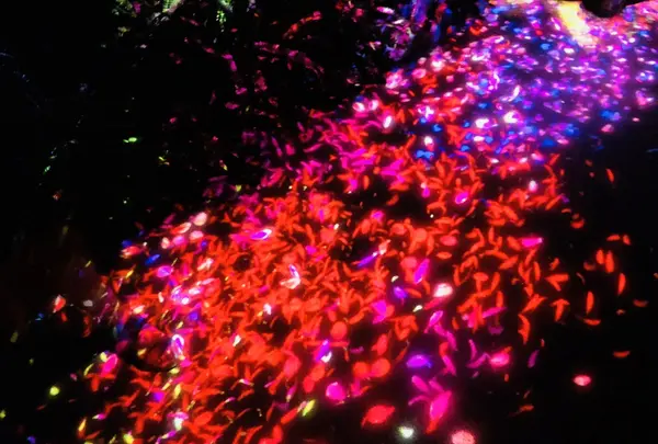 ときわ公園の写真・動画_image_223290