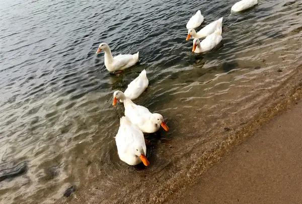 シャーレ水ヶ浜の写真・動画_image_223726