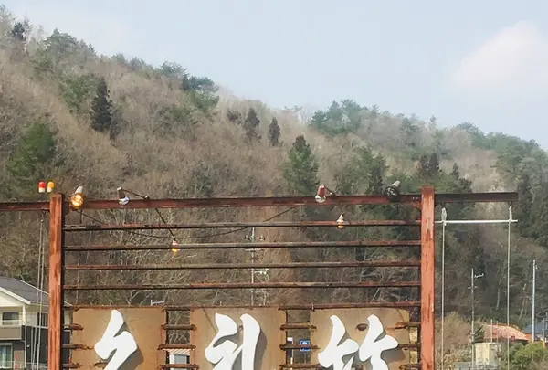 くれ竹の写真・動画_image_224290