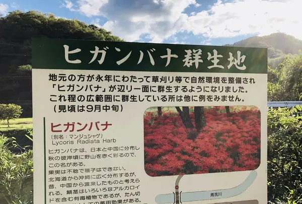 ヒガンバナ群生地の写真・動画_image_224297