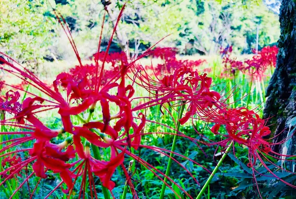 ヒガンバナ群生地の写真・動画_image_224299