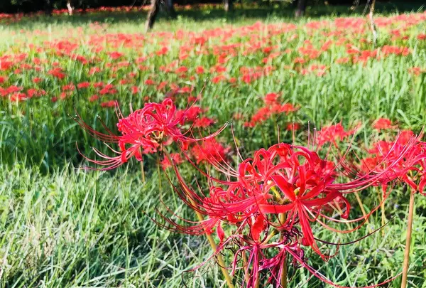 ヒガンバナ群生地の写真・動画_image_224300