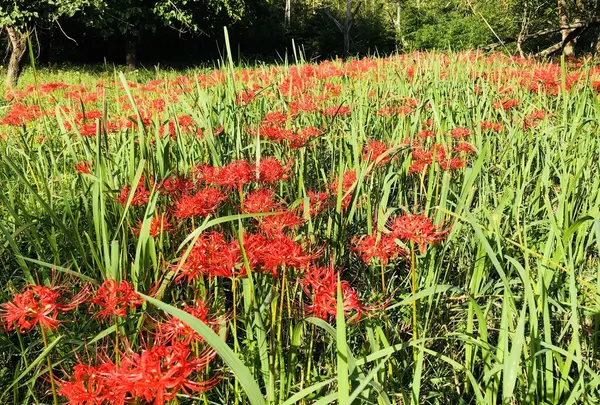 ヒガンバナ群生地の写真・動画_image_224302