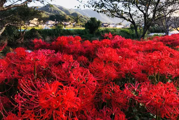 いきいき公園の写真・動画_image_224305