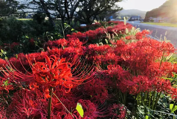 いきいき公園の写真・動画_image_224306