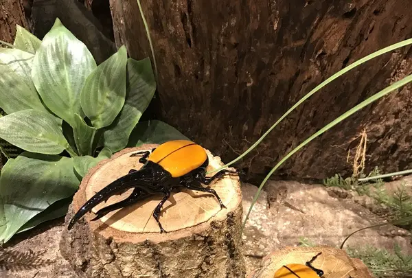 箱根ガラスの森美術館の写真・動画_image_224339